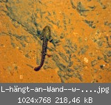 L-hngt-an-Wand--w-8.11.06-.jpg