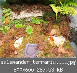 salamander_terrarium_01.jpg
