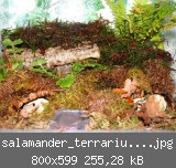 salamander_terrarium_02.jpg