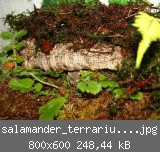 salamander_terrarium_03.jpg