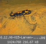 6.12.06-015-Larven-max--web.jpg