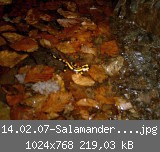 14.02.07-Salamander--web-.jpg