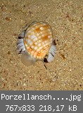 Porzellanschnecke-nah-w.jpg