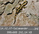 14.02.07-Salamander-an-Land.jpg