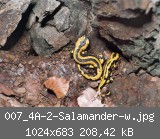 007_4A-2-Salamander-w.jpg