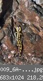 009_6A-Salamander-an-Wand-w.jpg