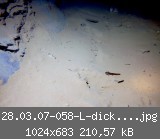 28.03.07-058-L-dick-b web.jpg