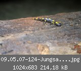 09.05.07-124-Jungsalamander.jpg