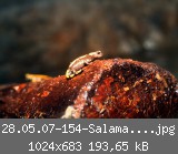 28.05.07-154-Salamander-web.jpg