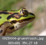 09150004-gruenfrosch.jpg