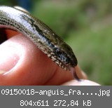 09150018-anguis_fragilis.jpg