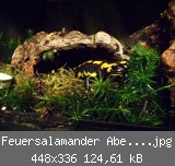 Feuersalamander Abend 009web.jpg