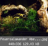 Feuersalamander Abend 010web.jpg