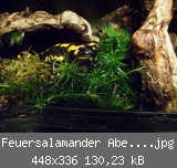 Feuersalamander Abend 011web.jpg