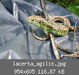 lacerta_agilis.jpg