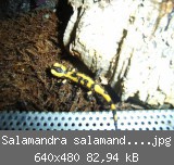 Salamandra salamandra terrestris.jpg