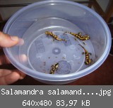 Salamandra salamandra terrestris2.jpg