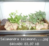 Salamandra salamandra terrestris-Becken.jpg