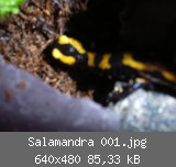 Salamandra 001.jpg