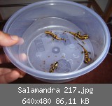 Salamandra 217.jpg