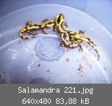 Salamandra 221.jpg