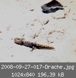 2008-09-27-017-Drache.jpg