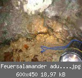 Feuersalamander adult web.jpg