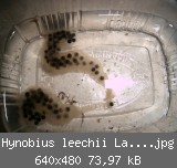 Hynobius leechii Laichpaket.jpg
