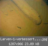 Larven-1-verbessert-web.jpg