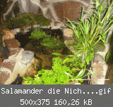 Salamander die Nichtschwimmer1.gif