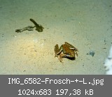 IMG_6582-Frosch-+-L.jpg