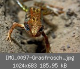 IMG_0097-Grasfrosch.jpg