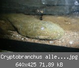Cryptobranchus alleganiensis.jpg