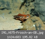 IMG_0875-Frosch-an-OB.jpg