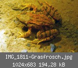 IMG_1811-Grasfrosch.jpg