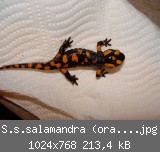 S.s.salamandra (orange) Bild 1.jpg