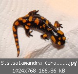 S.s.salamandra (orange) Bild 2.jpg