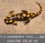 S.s.salamandra (orange) Bild 3.jpg