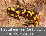 S.s.salamandra (gelb) Bild 2.jpg