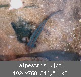 alpestris1.jpg