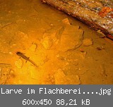 Larve im Flachbereich 9.11.05 web.jpg.jpg