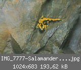 IMG_7777-Salamander-an-Land.jpg