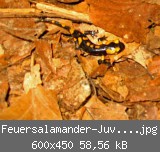 Feuersalamander-Juvenil-05-.jpg