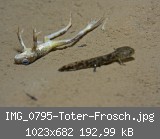 IMG_0795-Toter-Frosch.jpg
