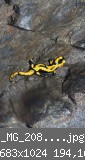 _MG_2083-junger-Salamander-.jpg