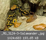 _MG_3124-3-Salamander.jpg