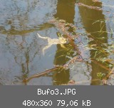 Bufo3.JPG