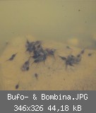 Bufo- & Bombina.JPG