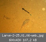 Larve-2-25.01.06-web.jpg