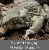 B. viridis.jpg